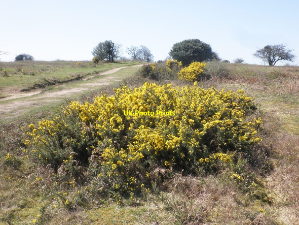 Photo 6"x4" Gorse on Cothelstone Hill Toulton c2015