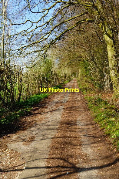 Photo 6"x4" Looking north on minor road beside Coombe Wood Chidden c2015
