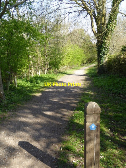 Photo 6"x4" The South Downs Way by Leydene Park Coombe\/SU6620 c2015