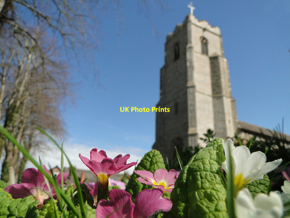Photo 6"x4" Primulas in the churchyard at Pulham Market Pulham St Mary c2015