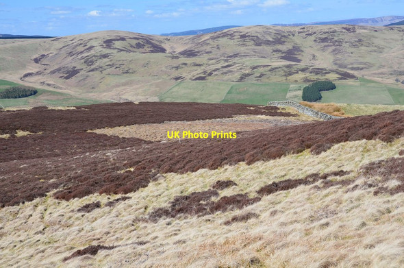 Photo 6"x4" Heather and grass, Rough Knowe Wester Kershope c2015