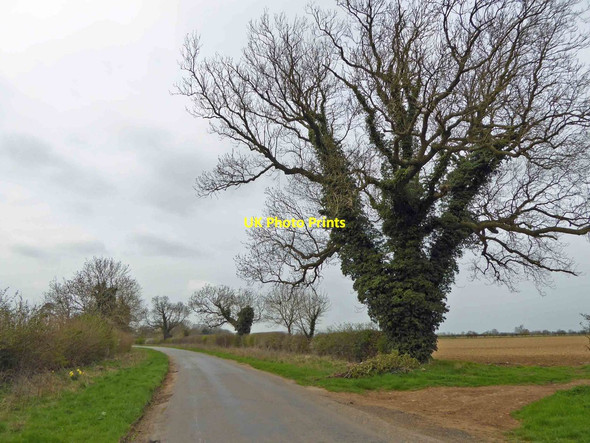 Photo 6"x4" Ivy clad trees near Hungerton Hungerton c2015