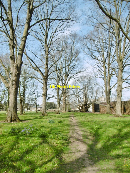 Photo 6"x4" Canford Park, lime avenue Wimborne Minster c2015