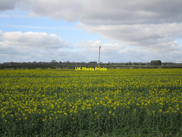 Photo 6"x4" Oilseed rape and power line Walcott\/TF1356 c2015