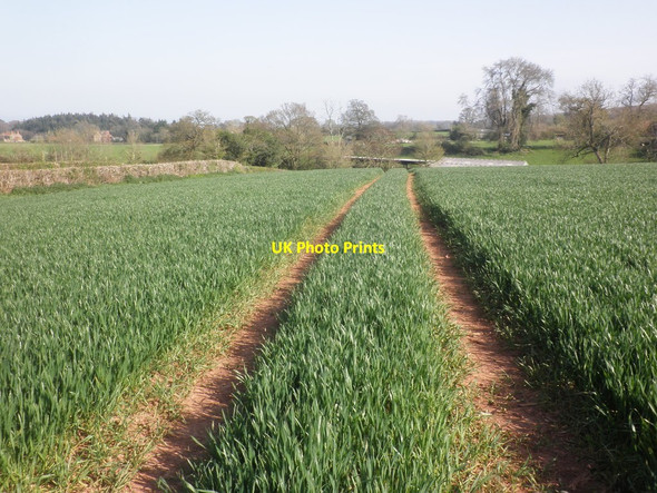 Photo 6"x4" Emerging cereal crop, near Bush Lane Lower Aisholt c2015