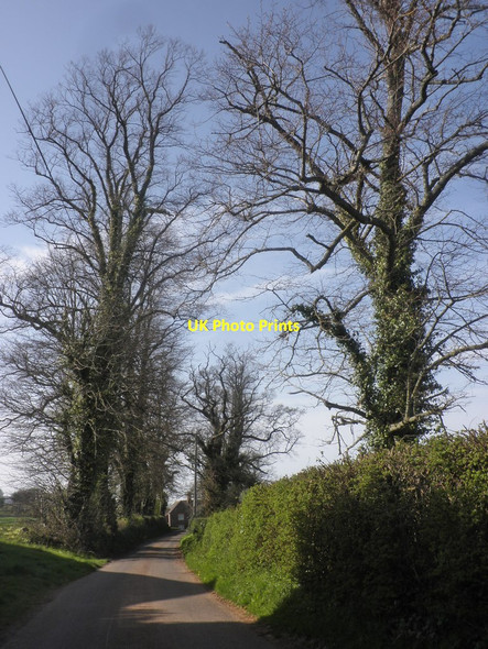 Photo 6"x4" Bush Lane Lower Aisholt c2015