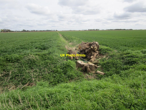 Photo 6"x4" Remains of a tree Reed Point\/TF2051 c2015