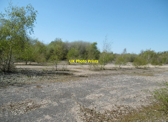 Photo 6"x4" Fawley Wood, wasteland Ashlett c2015