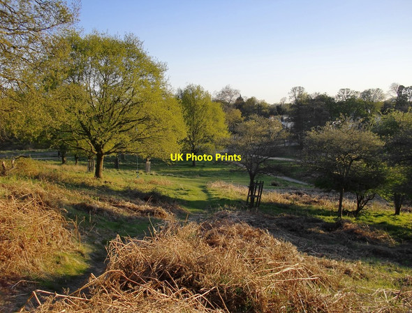Photo 6"x4" Downhill towards Ham Gate Kingston Upon Thames c2015
