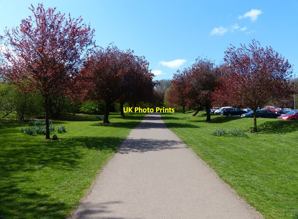 Photo 6"x4" Tree lined path in the War Memorial Park Coventry c2015