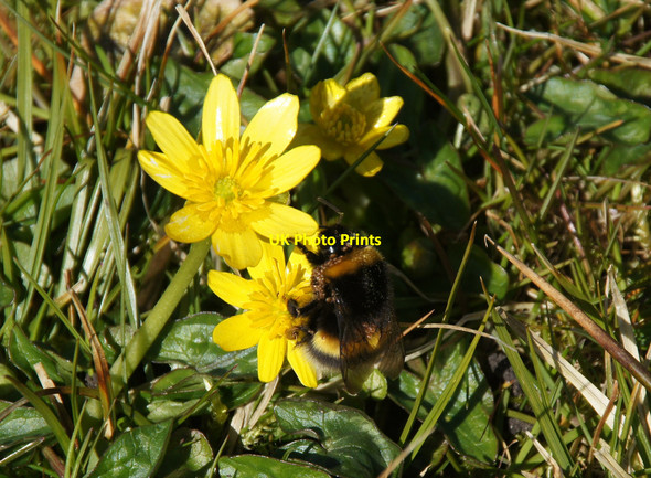 Photo 6"x4" Northern White-tailed Bumblebee (Bombus magnus), Uyeasound Uyeasound c2015