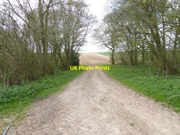 Photo 6"x4" Looking south through Nutbane Copse Hatherden c2015