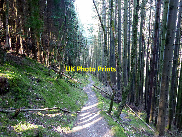 Photo 6"x4" Footpath through Coed Rheidol Devil's Bridge\/Pontarfynach c2015
