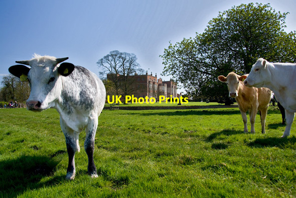Photo 6"x4" Cattle at Burton Constable West Newton\/TA1937 c2015