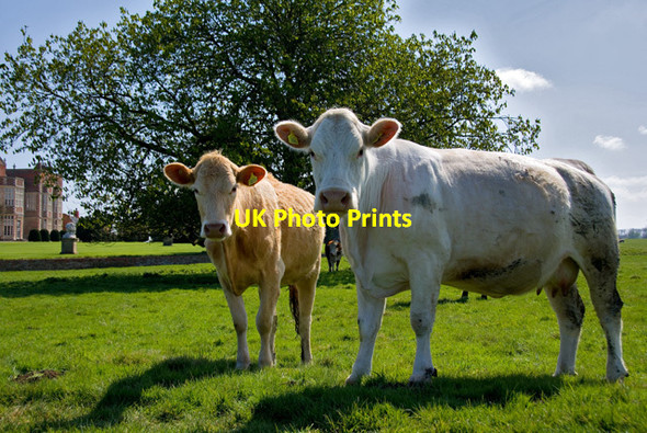 Photo 6"x4" Burton Constable Cows West Newton\/TA1937 c2015