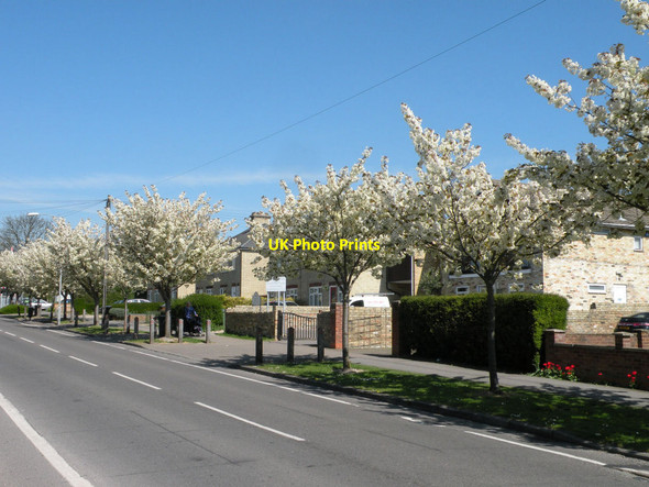 Photo 6"x4" Blossom time on Cherry Hinton High Street Cambridge\/TL4658 c2015