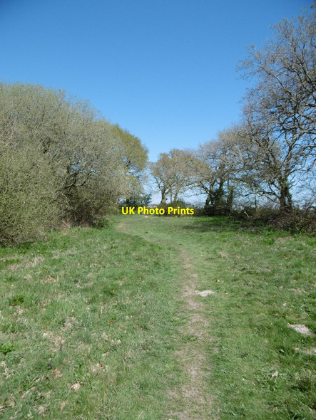 Photo 6"x4" Exbury, footpath Exbury c2015