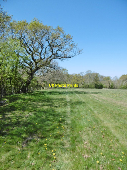 Photo 6"x4" Exbury, footpath Exbury c2015 P1