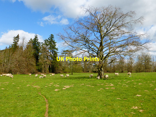 Photo 6"x4" Pasture, Bagshot, Shalbourne Bagshot\/SU3165 c2015