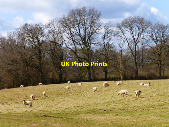 Photo 6"x4" Pasture, Little Bedwyn Little Bedwyn c2015