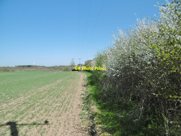 Photo 6"x4" Lepe, hedge Langley\/SU4400 c2015