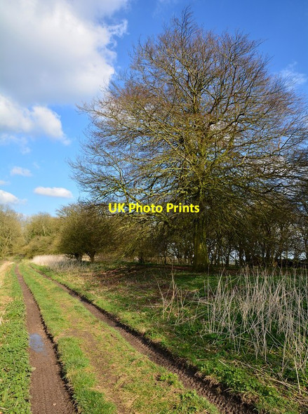 Photo 6"x4" The Mid Wiltshire Way at Rivar Rivar c2015