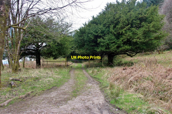 Photo 6"x4" Yew avenue at the east entry to Inveraray Castle Inveraray c2015