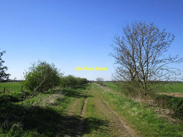 Photo 6"x4" Footpath to Tickton Meaux c2015