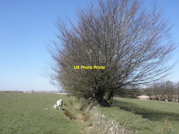 Photo 6"x4" Newly born lamb Exford c2015