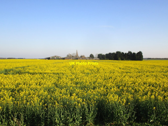 Photo 6"x4" Oilseed rape and Sycamore Farm South Kyme c2015