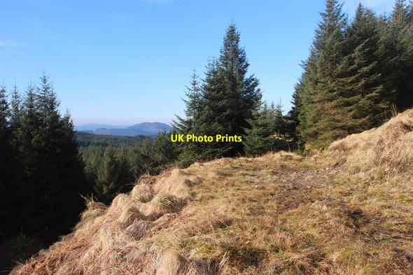Photo 6"x4" Forest track below Am Buachaille Newtown\/NN0907 c2015