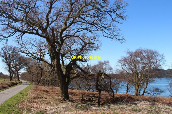 Photo 6"x4" Oakwood remnant at Creag na Croiche Lephinchapel c2015
