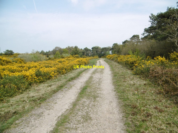 Photo 6"x4" Badminston Plantation, forestry road Calshot c2015