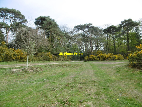 Photo 6"x4" Badminston Plantation, road junction Calshot c2015