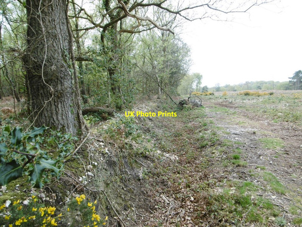 Photo 6"x4" Badminston Plantation, embankment & ditch Calshot c2015