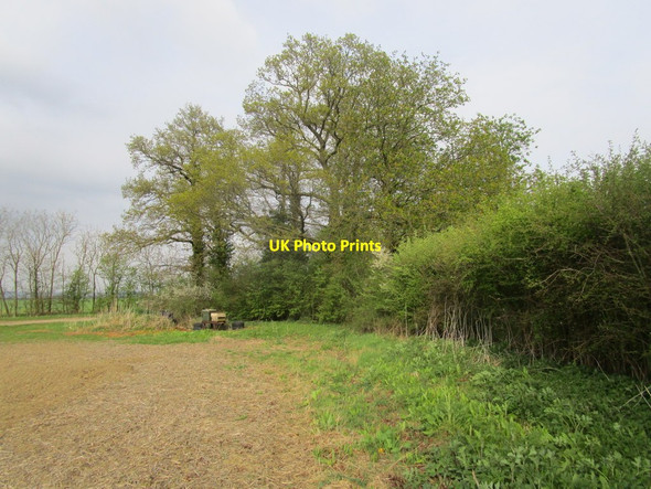 Photo 6"x4" Beehives and trees Welbourn c2015