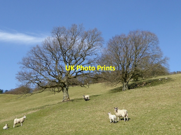 Photo 6"x4" Hillside below Bickerton Plantation Roberton\/NT4214 c2015