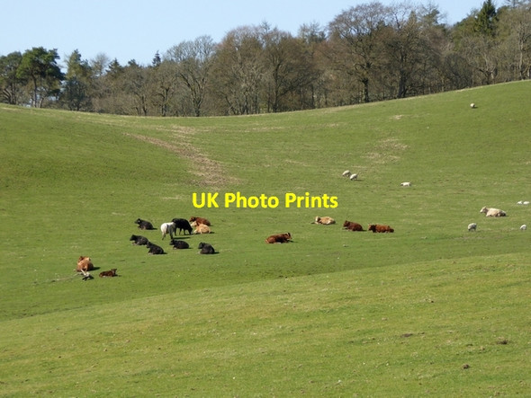 Photo 6"x4" Cattle and sheep on hillside near Roberton Roberton\/NT4214 c2015