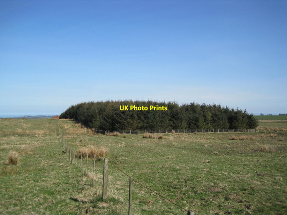 Photo 6"x4" Stirkhill Plantation Glantlees c2015