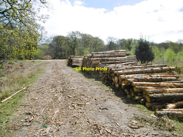 Photo 6"x4" New Copse Inclosure, timber Balmerlawn c2015