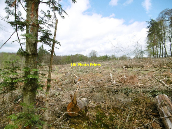 Photo 6"x4" New Copse Inclosure, clear fell Balmerlawn c2015