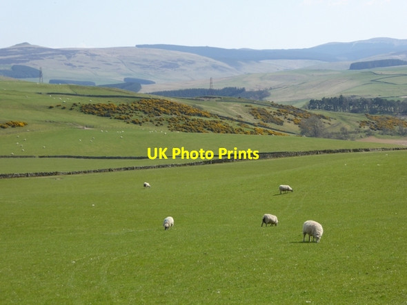 Photo 6"x4" Sheep on the hillside above the valley of the Newmill Burn Newmill\/NT4510 c2015