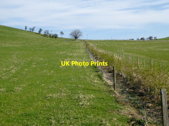 Photo 6"x4" New hedgerow at Highchesters Branxholme c2015