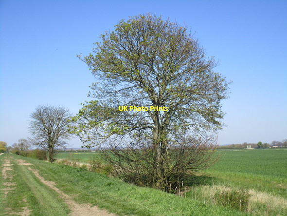 Photo 6"x4" Trees by Green Lane Carrington\/TF3154 c2015