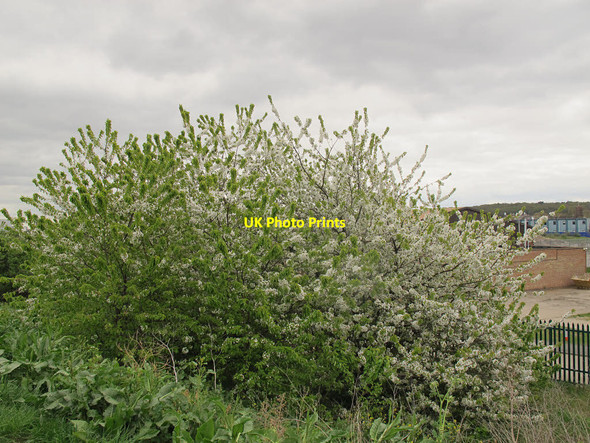 Photo 6"x4" May blossom on the Ridgeway Woolwich c2015