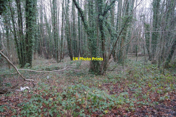 Photo 6"x4" Roadside woodland Cole Henley c2014