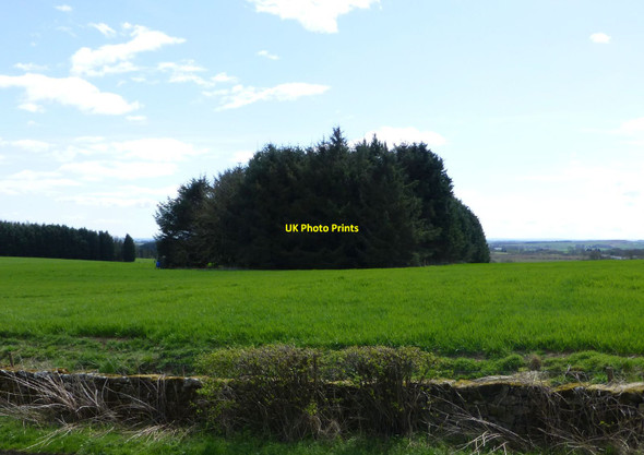 Photo 6"x4" Woodland in the middle of an arable field Longwitton c2015