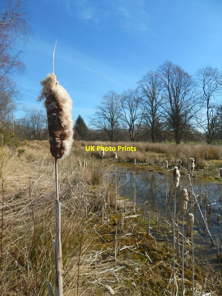 Photo 6"x4" Reedmace detail Dumbarton c2015