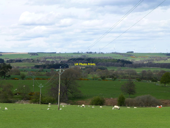 Photo 6"x4" Sheep and lambs in pasture Netherwitton c2015