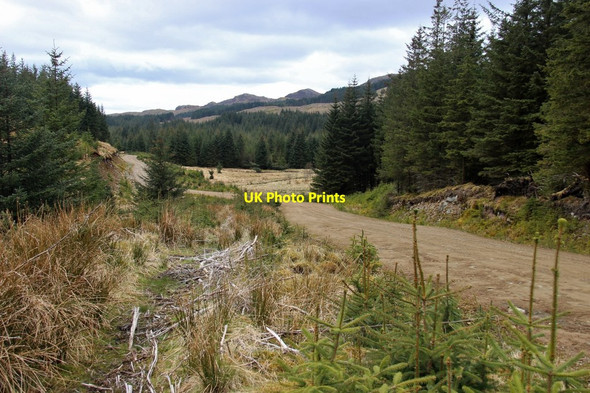 Photo 6"x4" Forest road in Eredine Forest Braevallich c2015